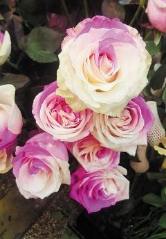 七夕礼物鲜花仍是“主角”，一日销量抵平时一周