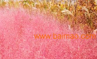 跨省联供 永嘉、山东、河南、北京花卉绿植供应链全景